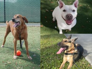 We’re Teaming Up with Naples Humane Society!