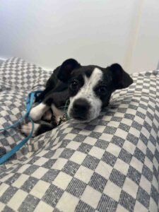 A Day with Indy: How Pro-Tec Plumbing & Air Is Supporting Pet Adoption in Naples, FL