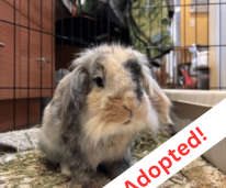 Your paragraph text (5)