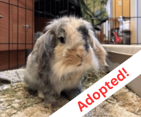 adoption img 2@3x